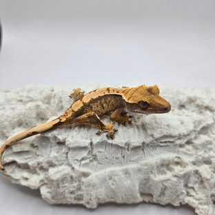 노멀 화이트핀 트라이 익스트림할리퀸 화이트스팟