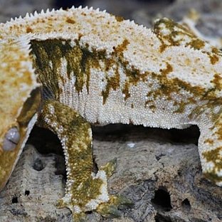 노멀 트라이 화이트스팟 텐저린 할리퀸 드리피