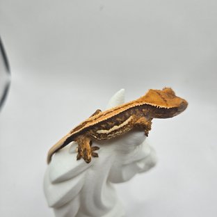 노멀 트라이 쿼드 풀핀 엠티백