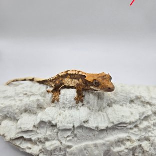 노멀 쿼드 트라이