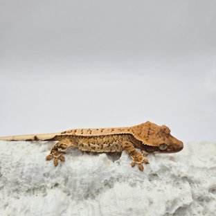 노멀 트라이 쿼드 풀핀