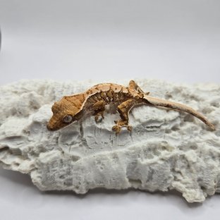 노멀 트라이 화이트핀 화이트스팟 익스트림할리퀸