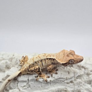 노멀 드리피 화이트 익스트림할리퀸 트라이