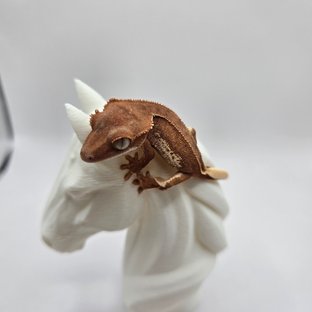 레드 팬텀 릴리화이트