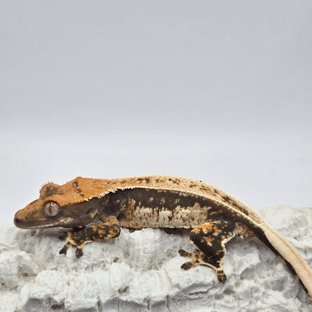 노멀 트라이 쿼드 풀핀