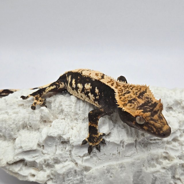 노멀 쿼드 화이트스팟 블랙 화이트