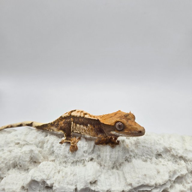 노멀 쿼드 트라이