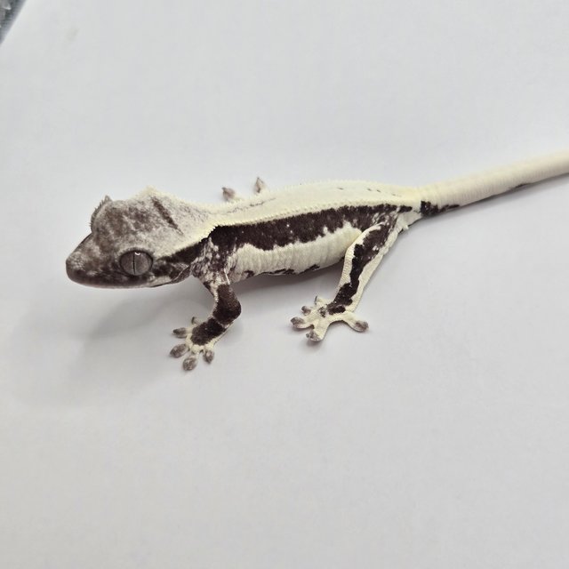 릴잔틱 풀핀 솔리드백 화이트포트홀 화이트