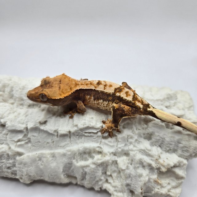 노멀 쿼드 트라이