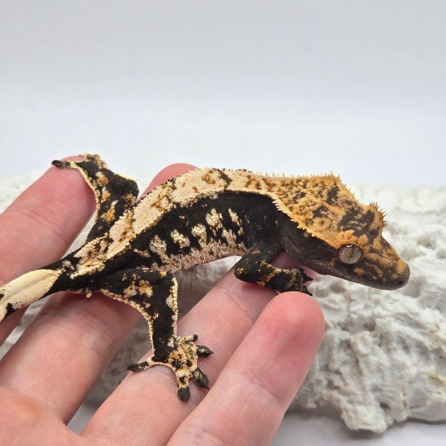 노멀 쿼드 화이트스팟 블랙 화이트