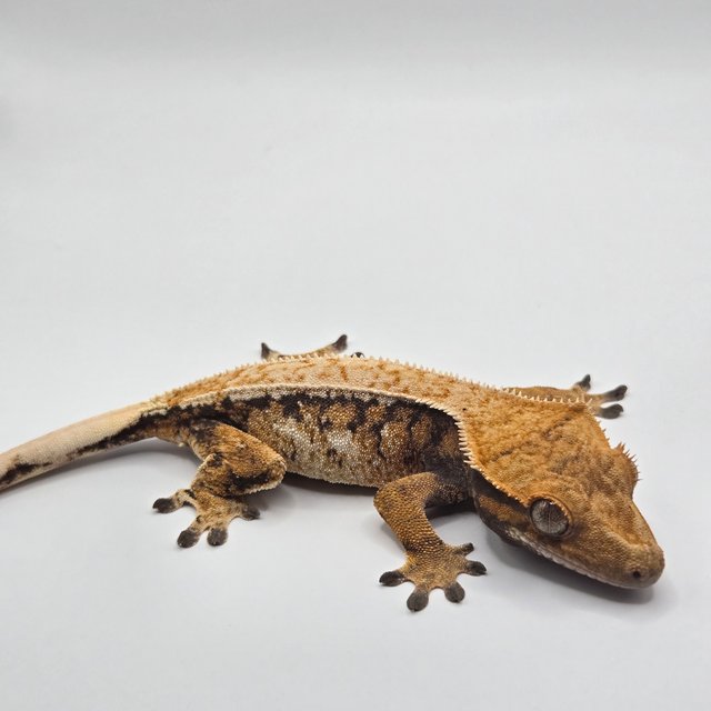 노멀 트라이 드리피 쿼드 레드