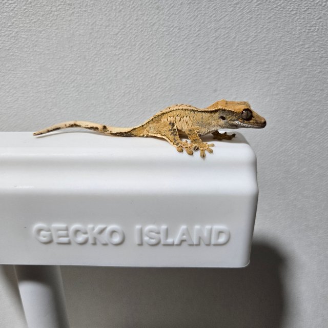 노멀 트라이 쿼드 풀핀