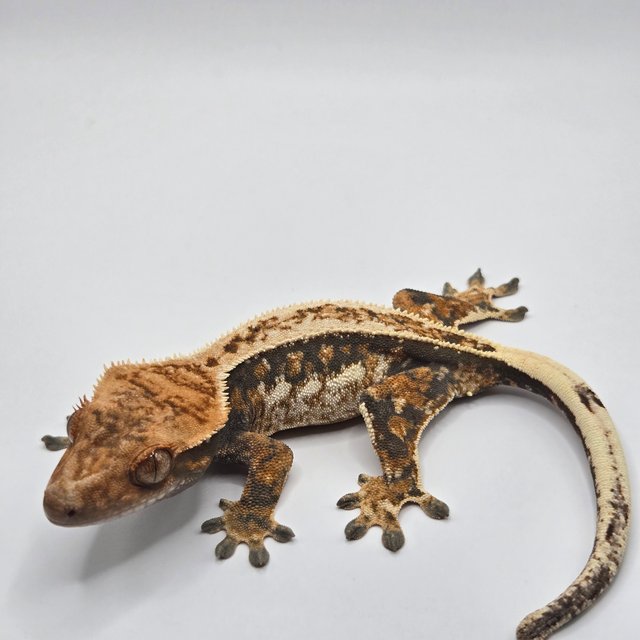 풀핀 트라이 텐저린 쿼드