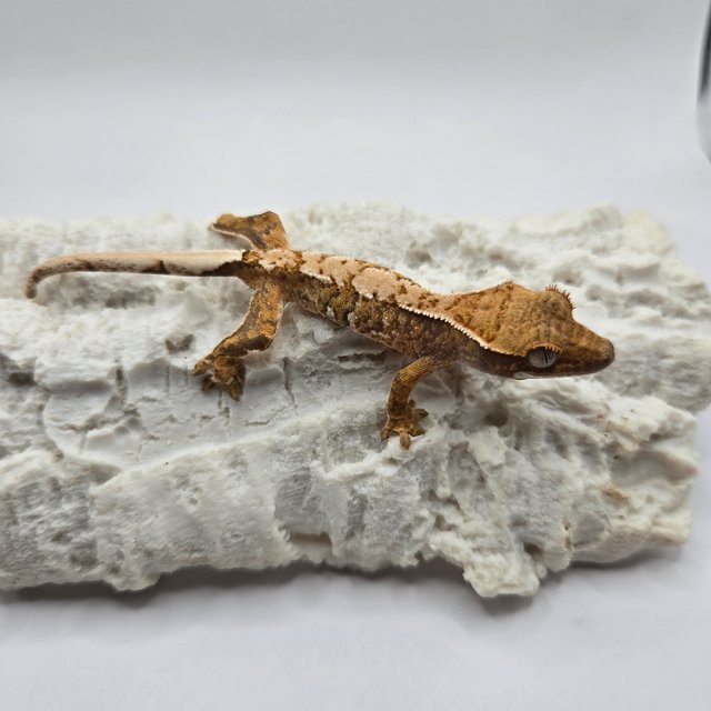 노멀 트라이 화이트핀 화이트스팟 익스트림할리퀸