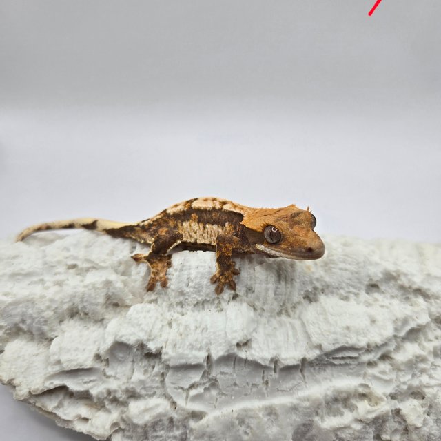 노멀 쿼드 트라이