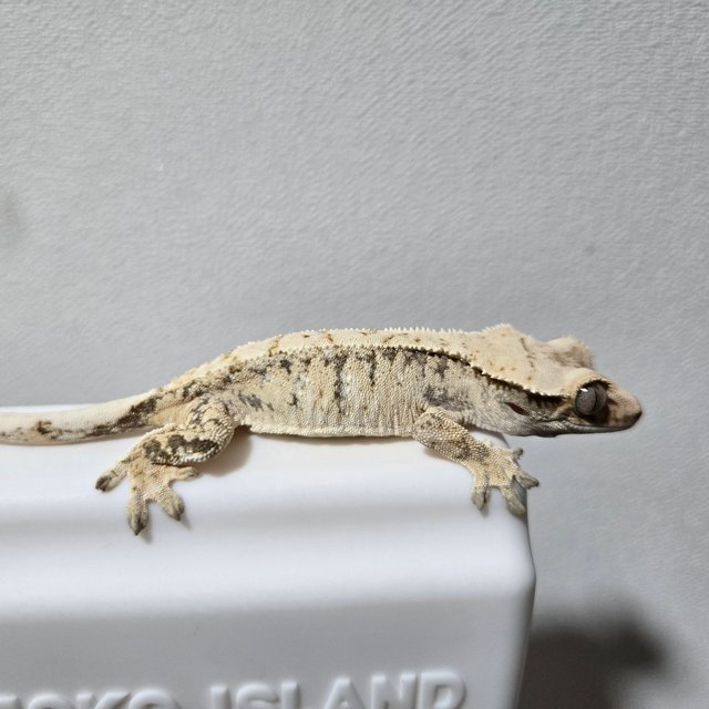 노멀 화이트 트라이 화이트스팟 드리피