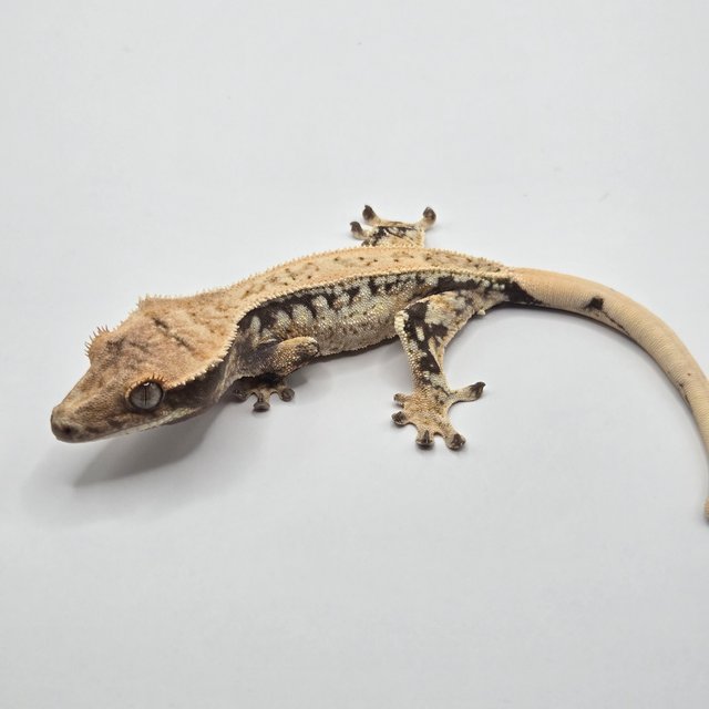 노멀 드리피 쿼드 화이트스팟 화이트 풀핀