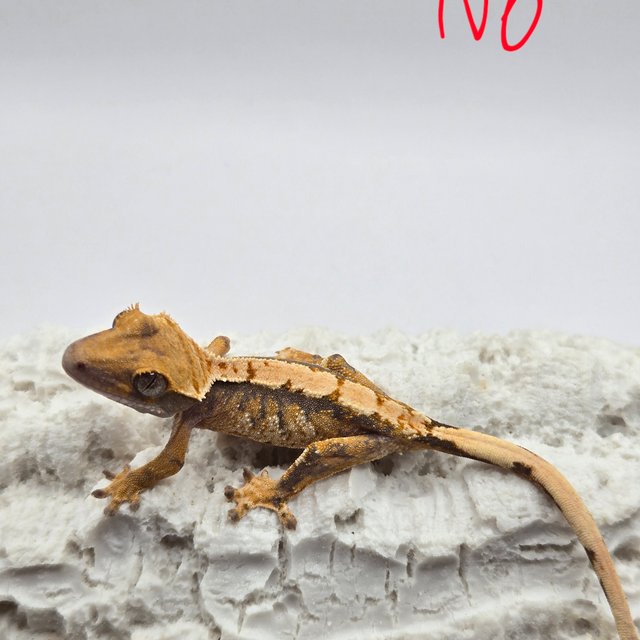 노멀 화이트핀 트라이 익스트림할리퀸 화이트스팟