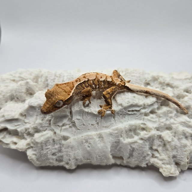 노멀 트라이 화이트핀 화이트스팟 익스트림할리퀸