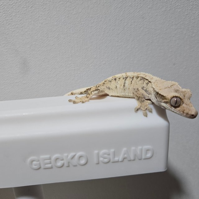 노멀 화이트 트라이 화이트스팟 드리피