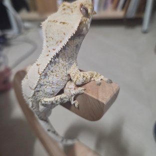 쫀득이