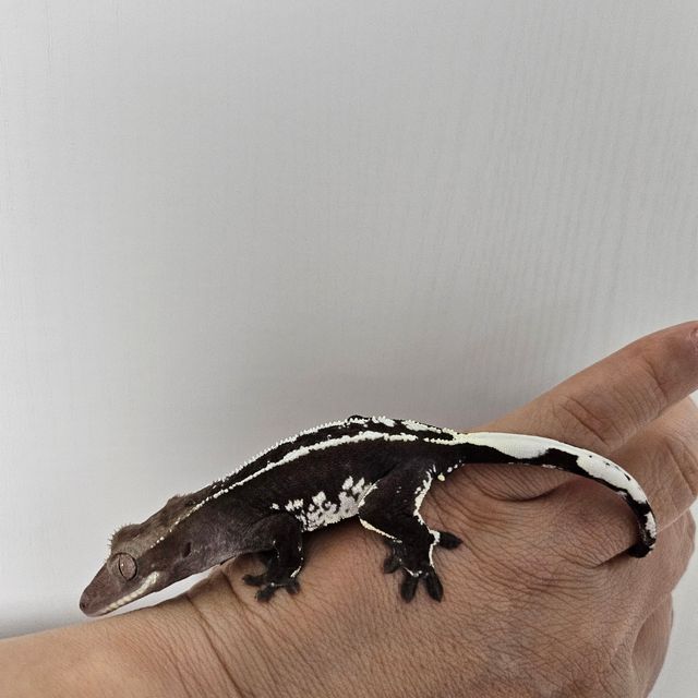 아잔틱