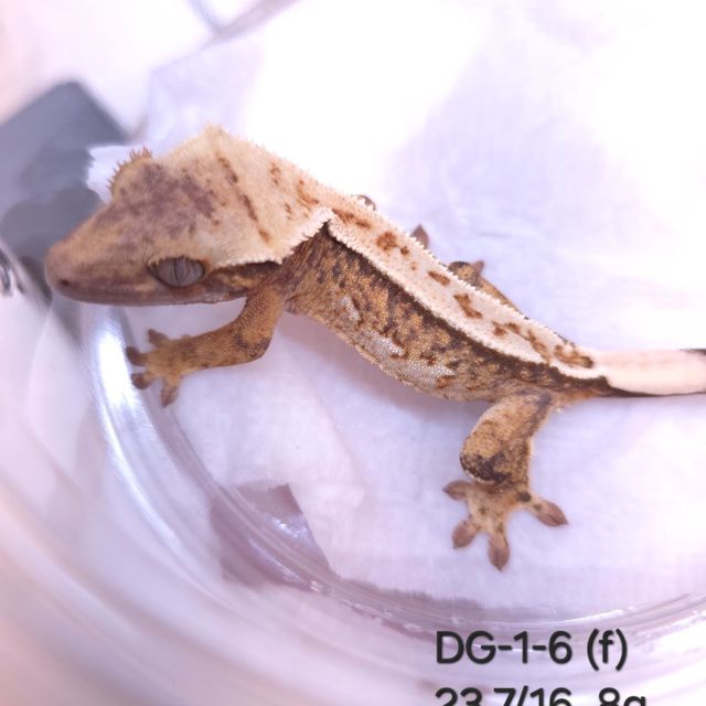 트라이