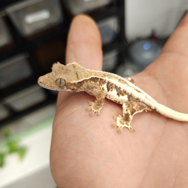 프라푸치노
