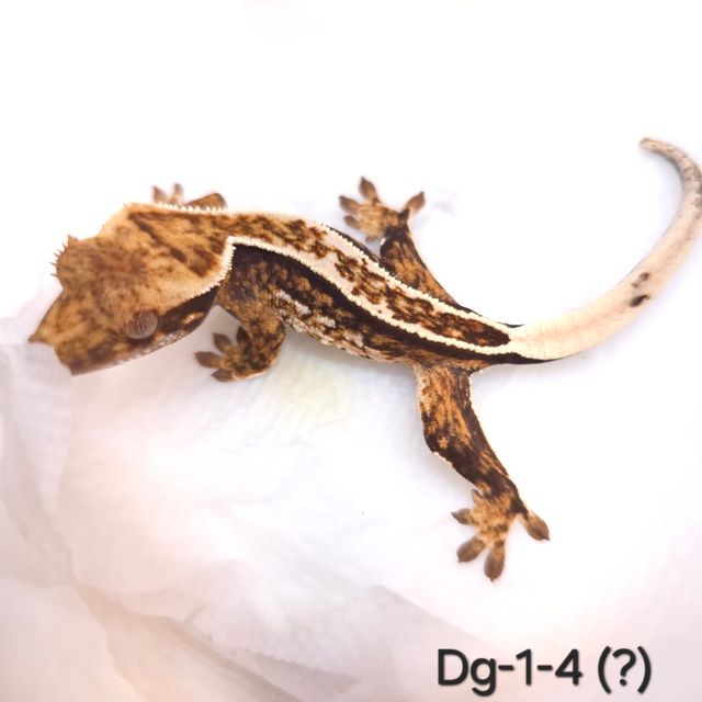 트라이