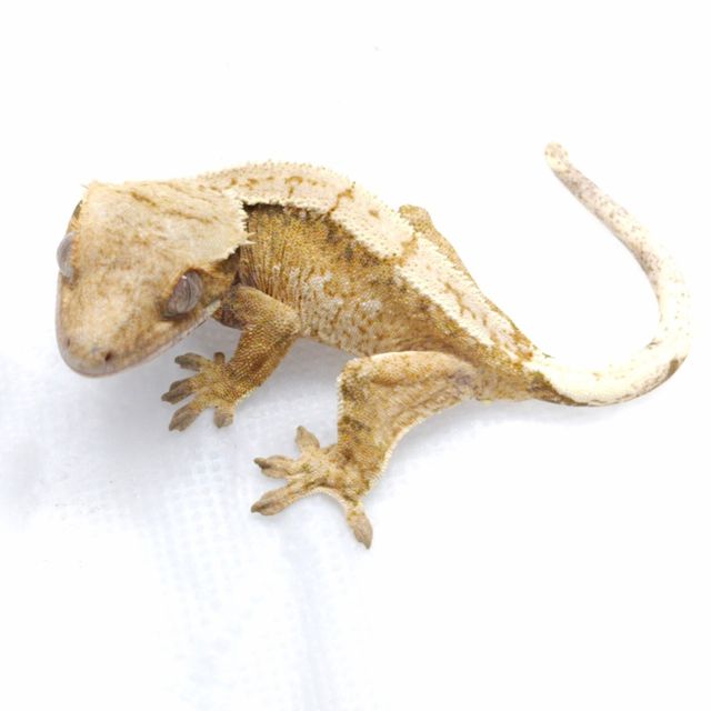 크림시클