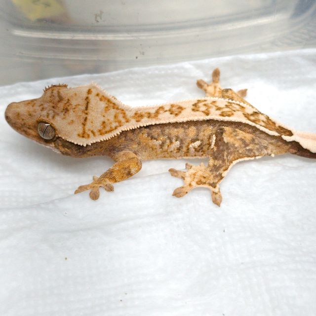 트라이