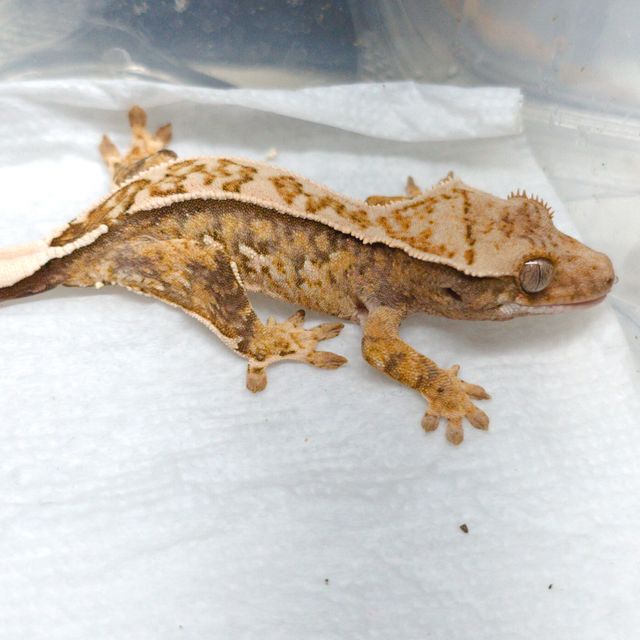 트라이