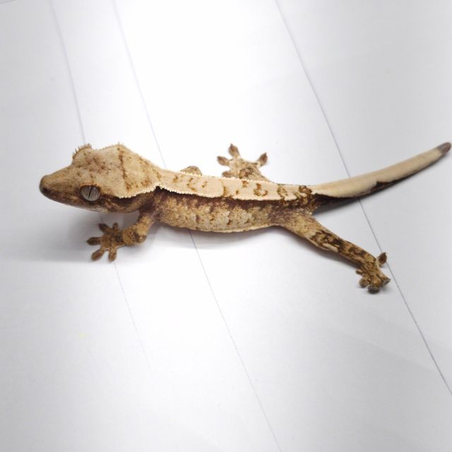 트라이 익스트림할리퀸