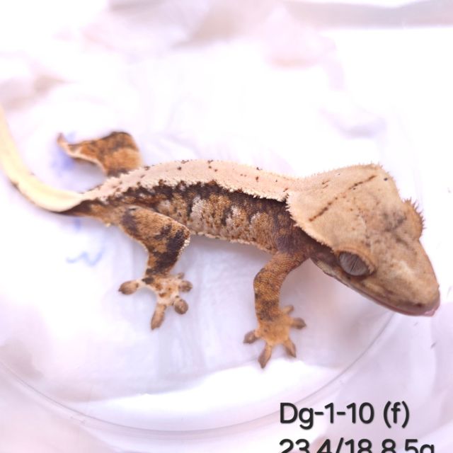 트라이