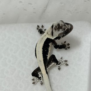 인피 멋3세