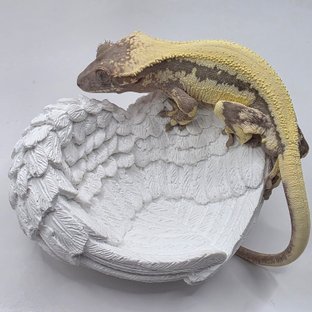 릴리 세이블