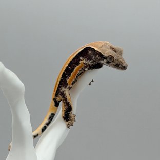 인피 멋3세