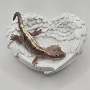 슈퍼세이블 릴리