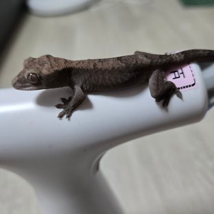 슈퍼 세이블