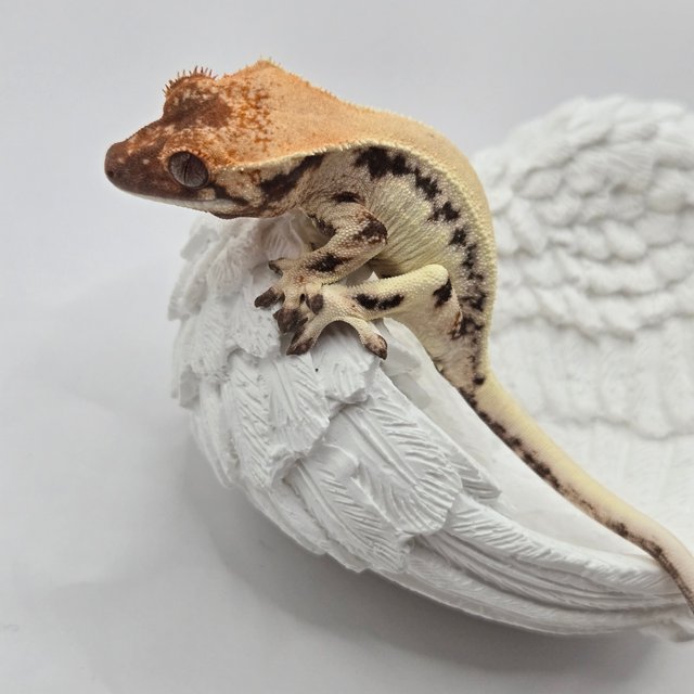 릴리 세이블 솔리드백