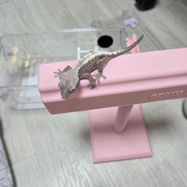 슈퍼세이블 릴리