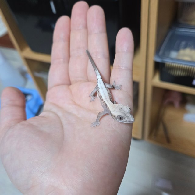 슈퍼세이블 릴리