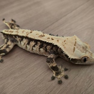 트라이 익스트림할리퀸