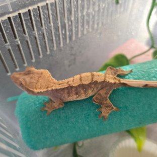 트라이 익스트림할리퀸