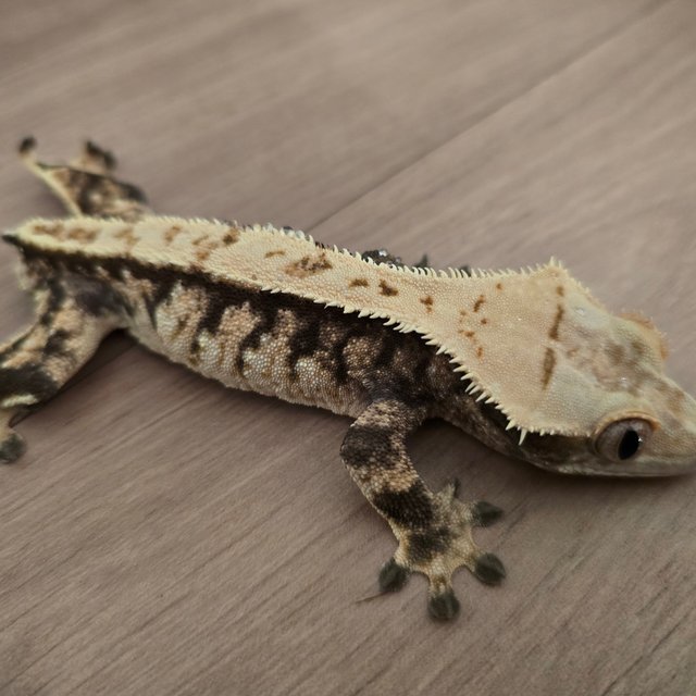 트라이 익스트림할리퀸