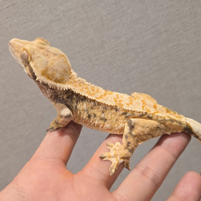 트라이 익스트림할리퀸 텐저린