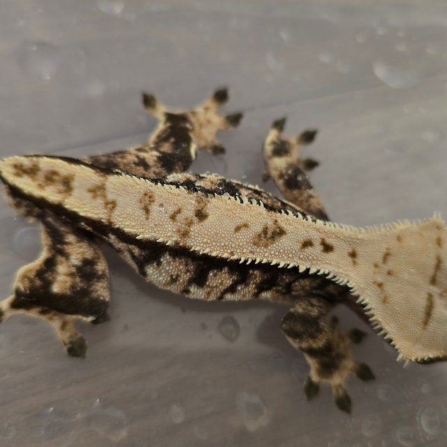 트라이 익스트림할리퀸