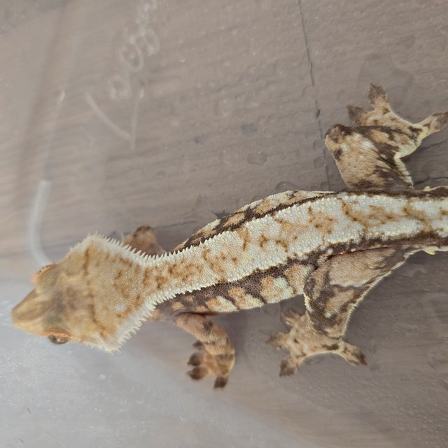 트라이 익스트림할리퀸