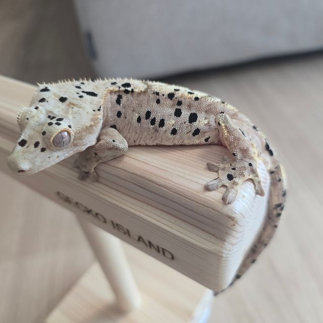 슈퍼달마시안