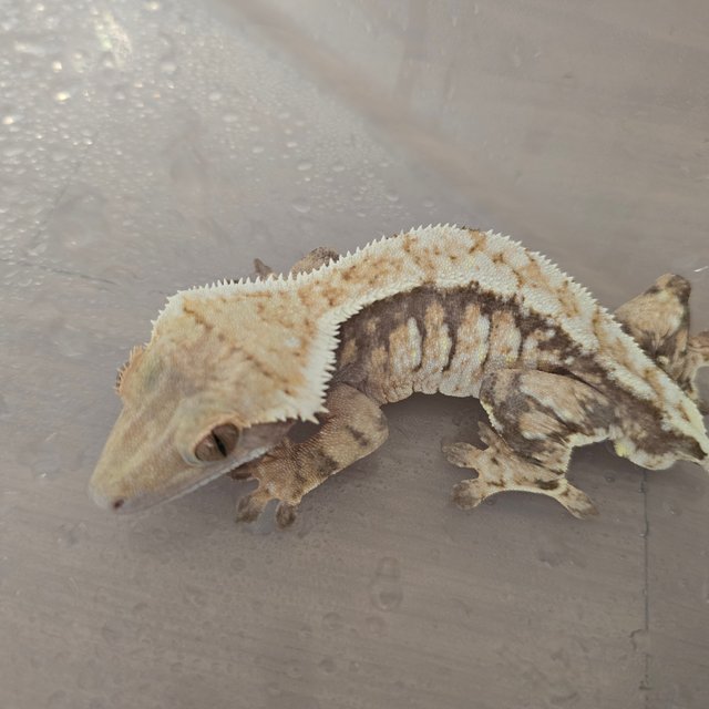 트라이 익스트림할리퀸